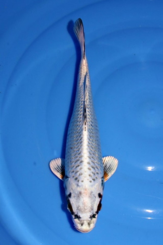 kat-Platina Matsuba